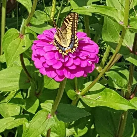 Pascale - - ベッド・アンド・ブレックファスト カステッラバーテ